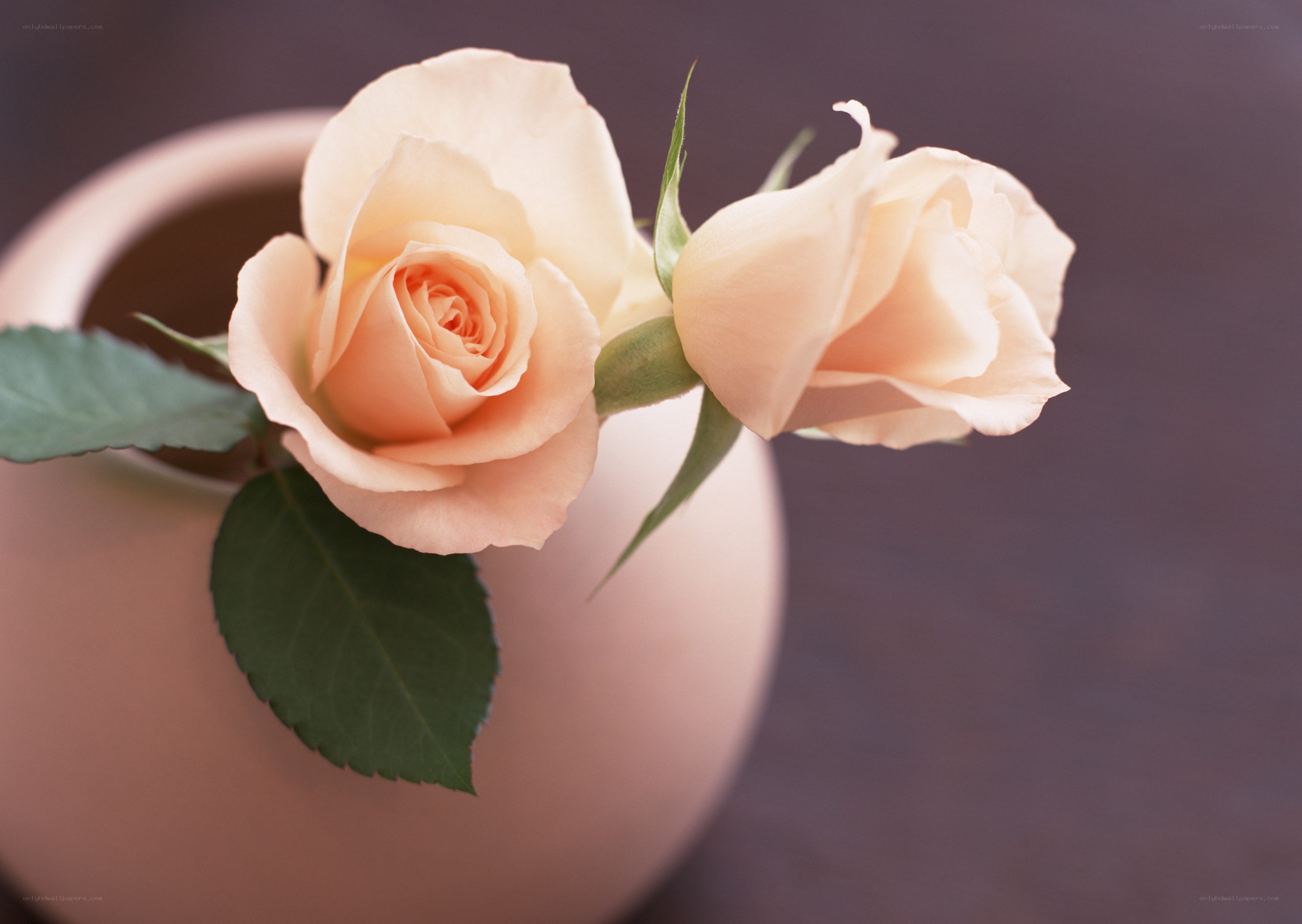 Two peach roses in a vase