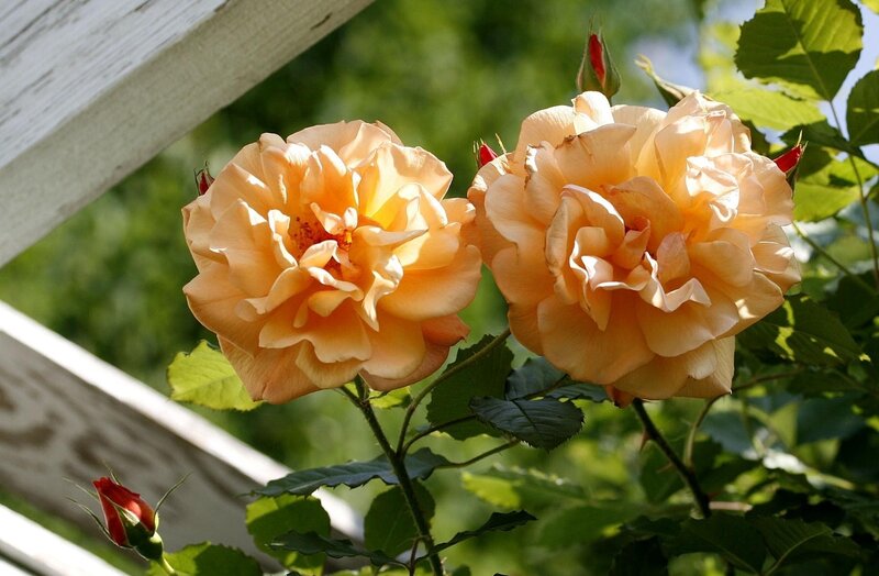 Two peach roses in sunlight