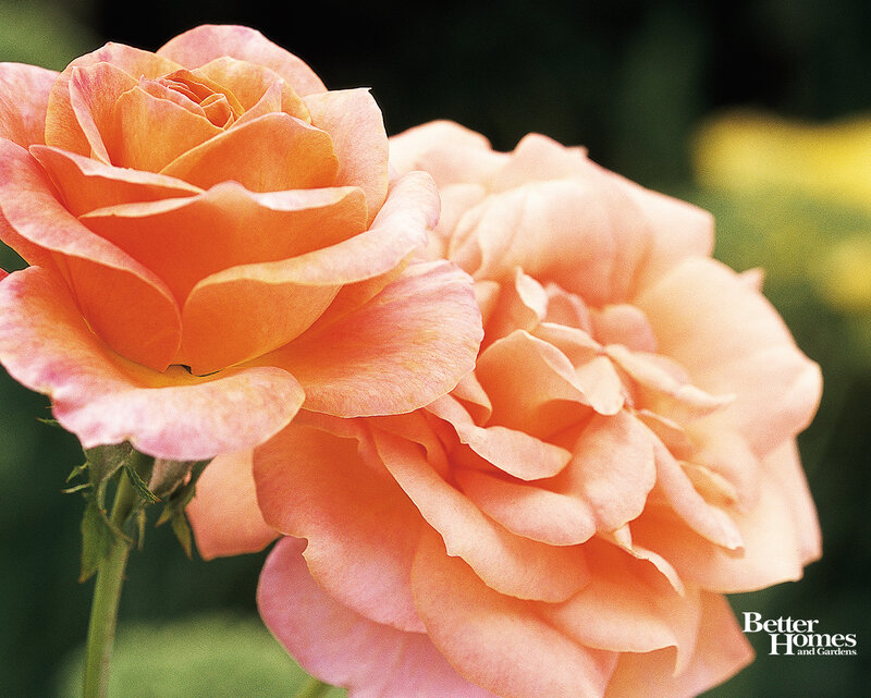 Two Peach Roses — Serene, Afternoon