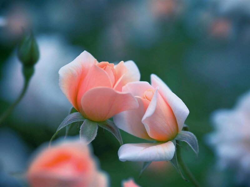 Two Peach Roses — Serene, Photograph, Buds
