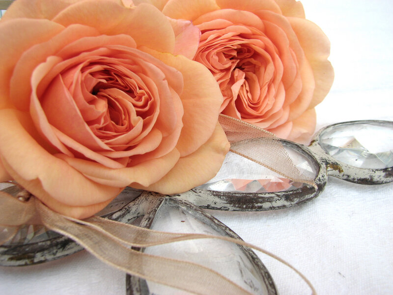 Two Peach Roses — Serene, Photograph