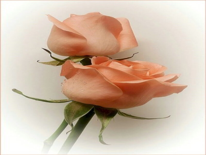 Two Peach Roses