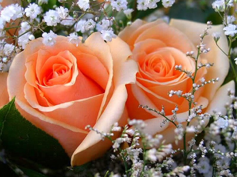 Two peach roses with baby's breath