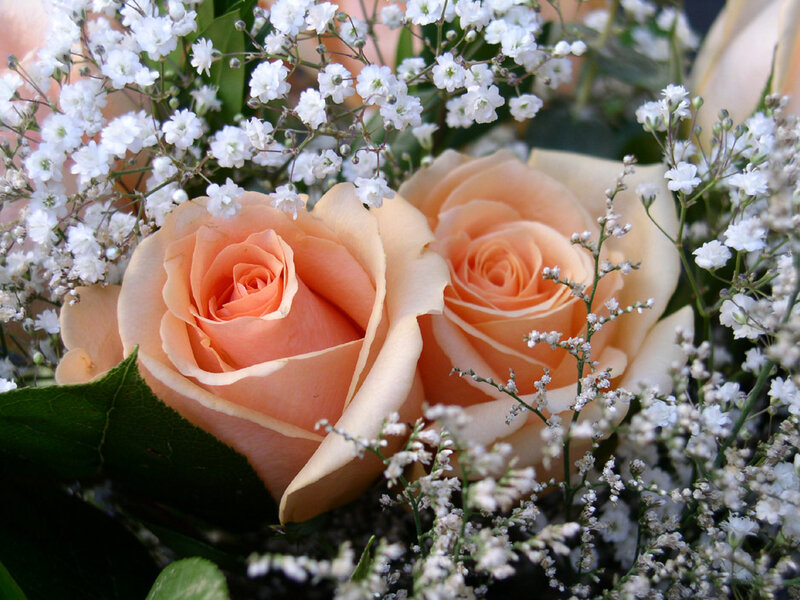Two peach roses with baby's breath