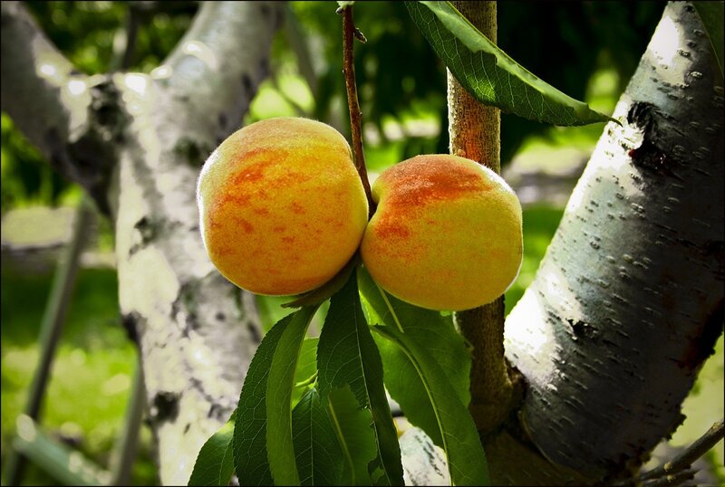 Two Peaches on Tree