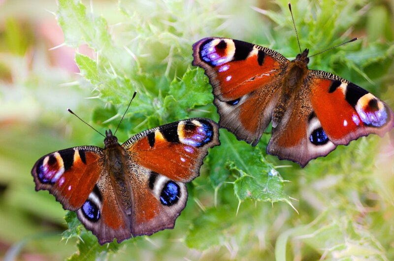Two Peacock Butterflies — Orange, Calm