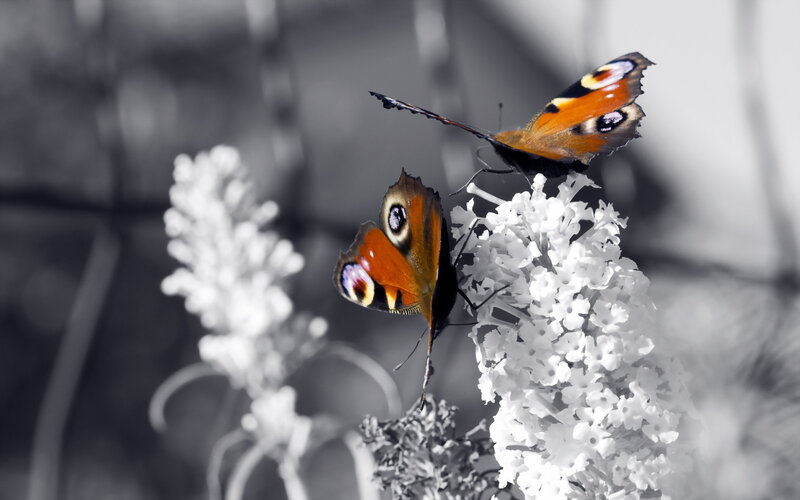 Two Peacock Butterflies — Orange