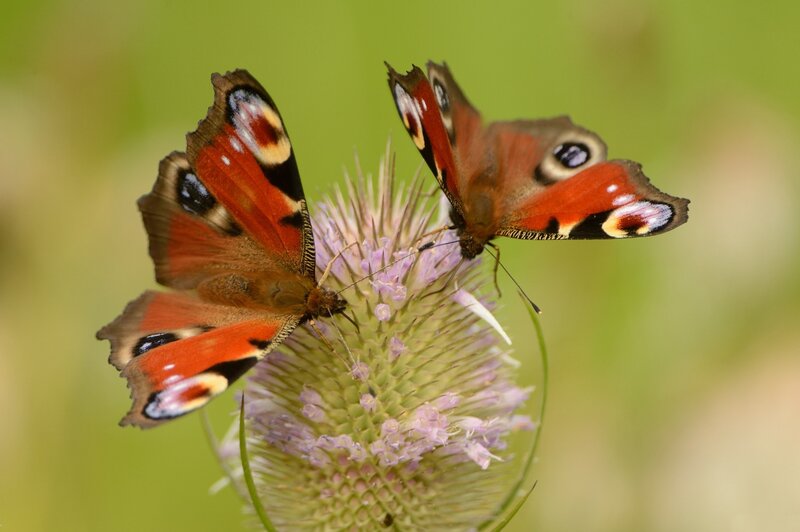 Two Peacock Butterflies