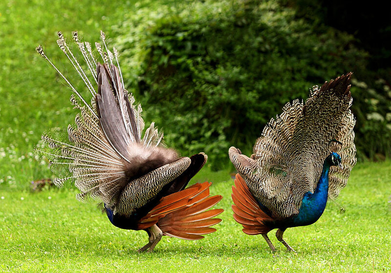 Two Peacocks Displaying