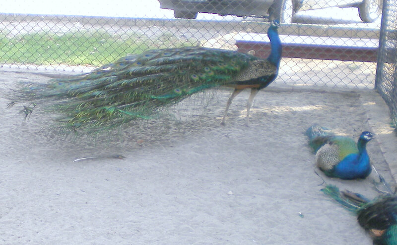 Two Peacocks in Enclosure