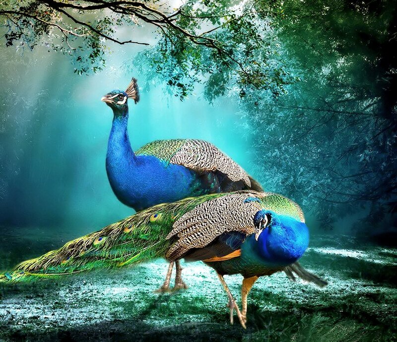 Two Peacocks in Forest — Blue