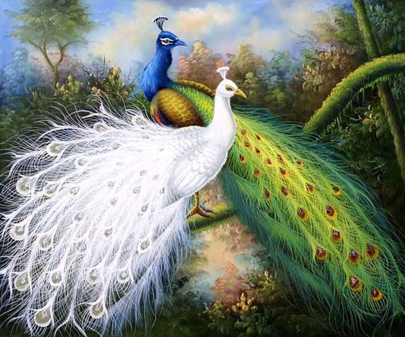 Two Peacocks in Forest