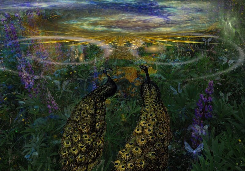 Two Peacocks in Garden