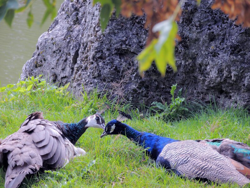 Two Peacocks on Grass
