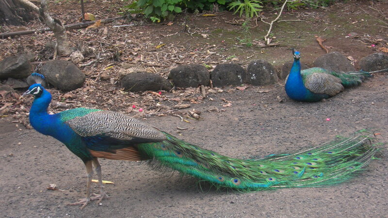 Two Peacocks on Ground