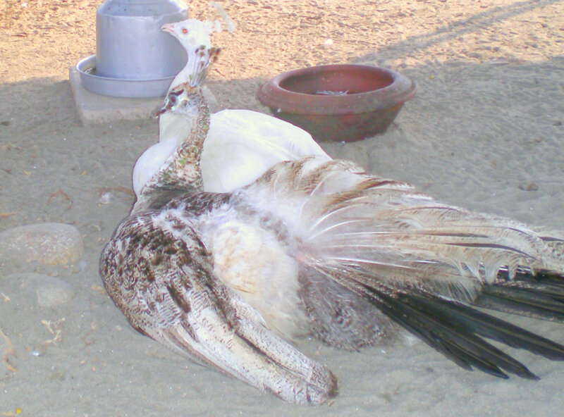 Two peacocks on sandy ground