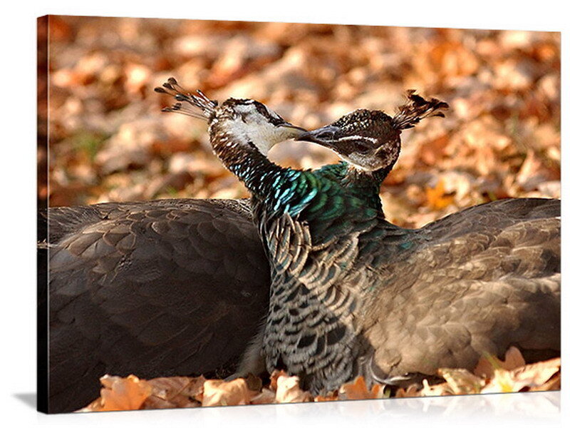Two peahens in autumn leaves