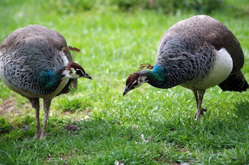 Two Peahens on Grass