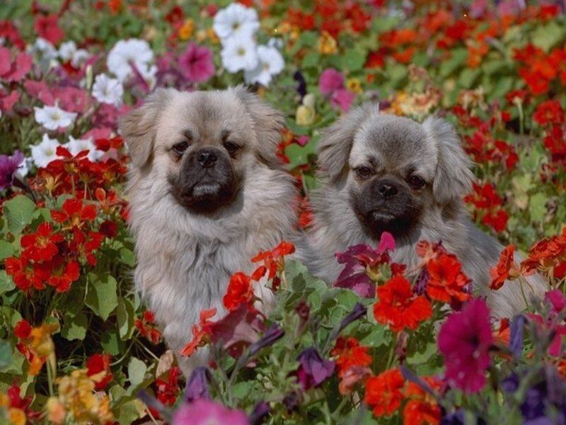 Two Pekingese Puppies