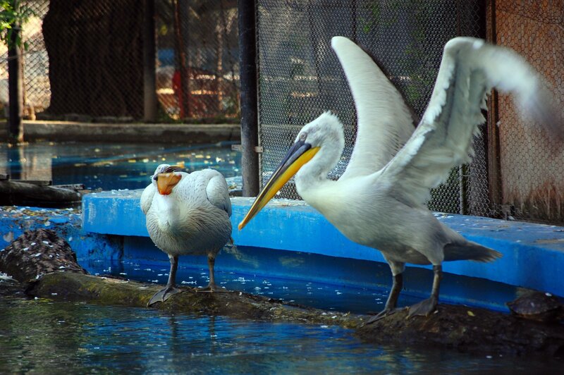 Two pelicans by a pool