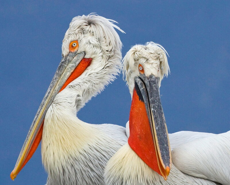 Two Pelicans Close-up
