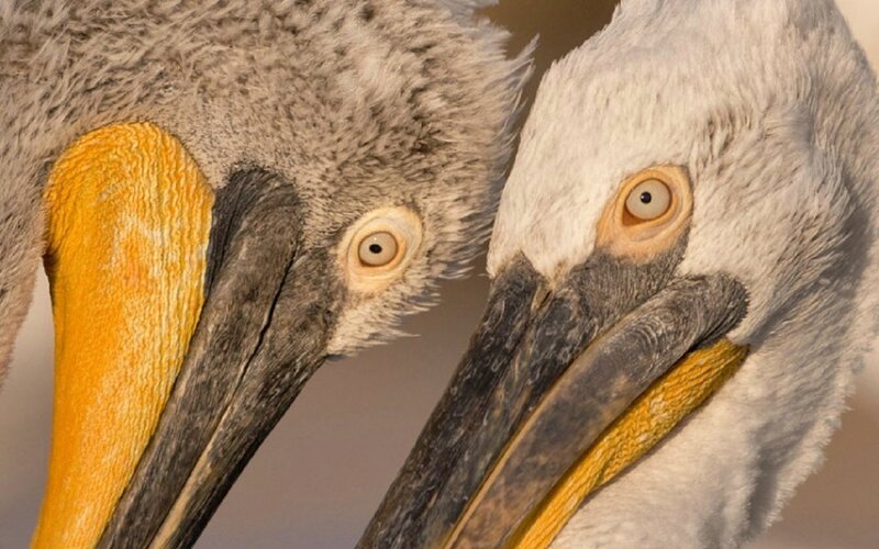 Two Pelicans Close-up — White