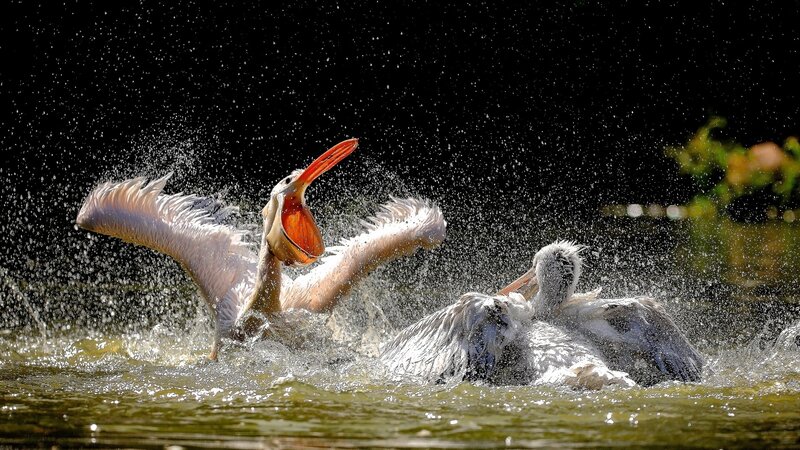 Two Pelicans Fighting