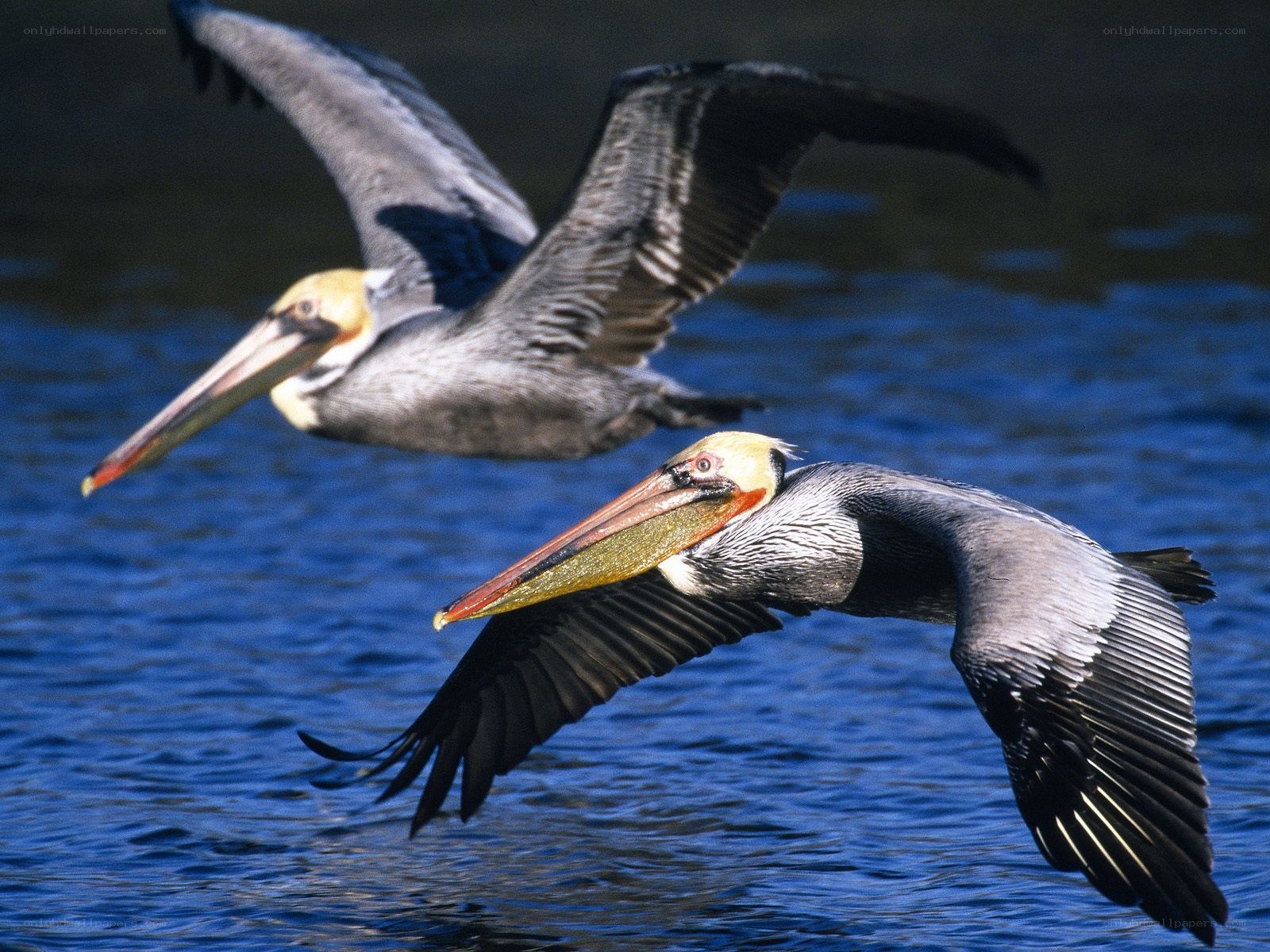 Two pelicans flying over water