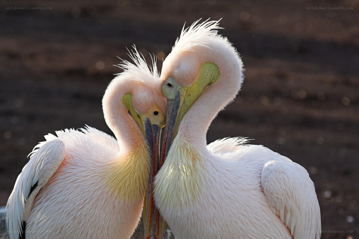 Two pelicans in a heart shape