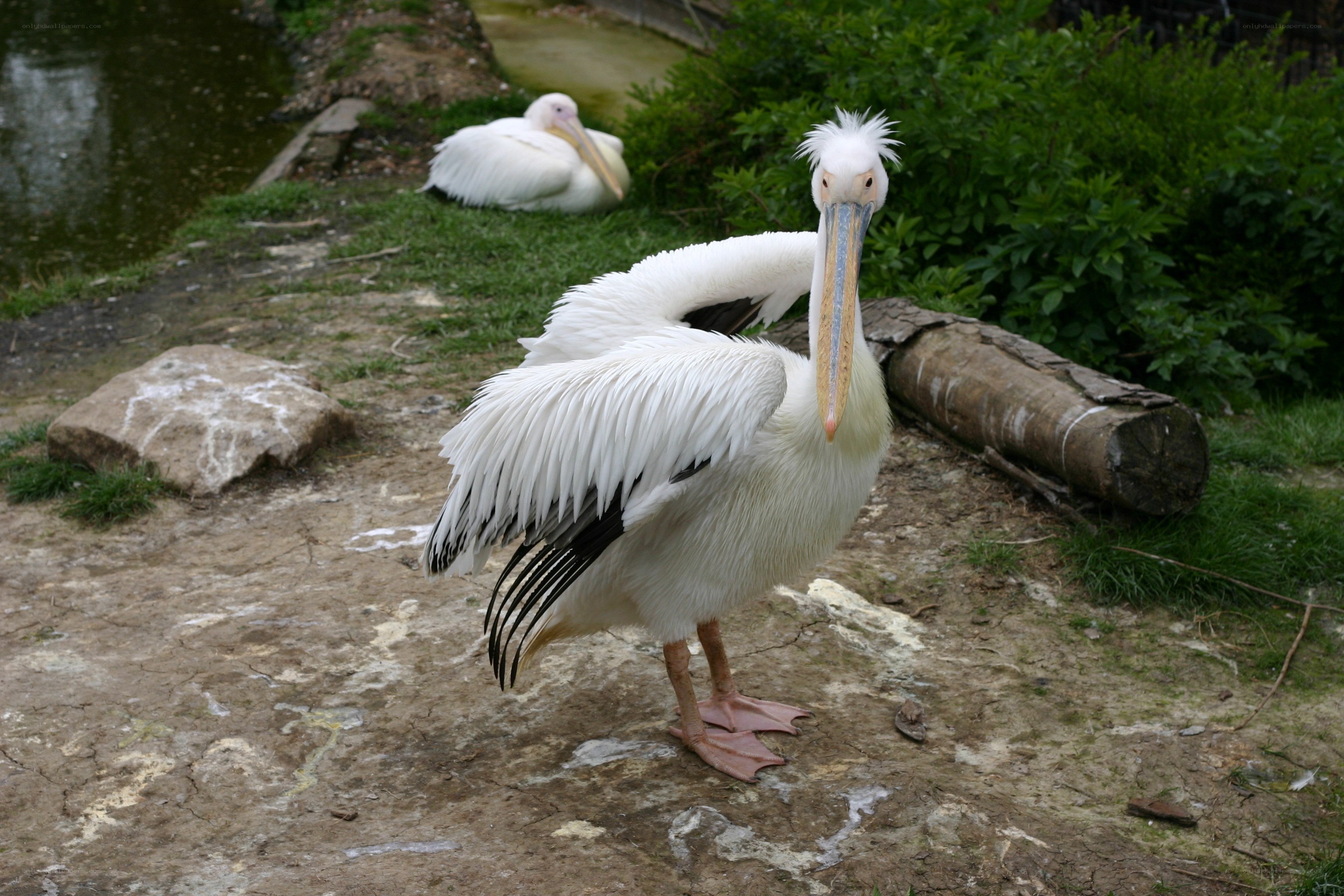 Two pelicans in a natural enclosure