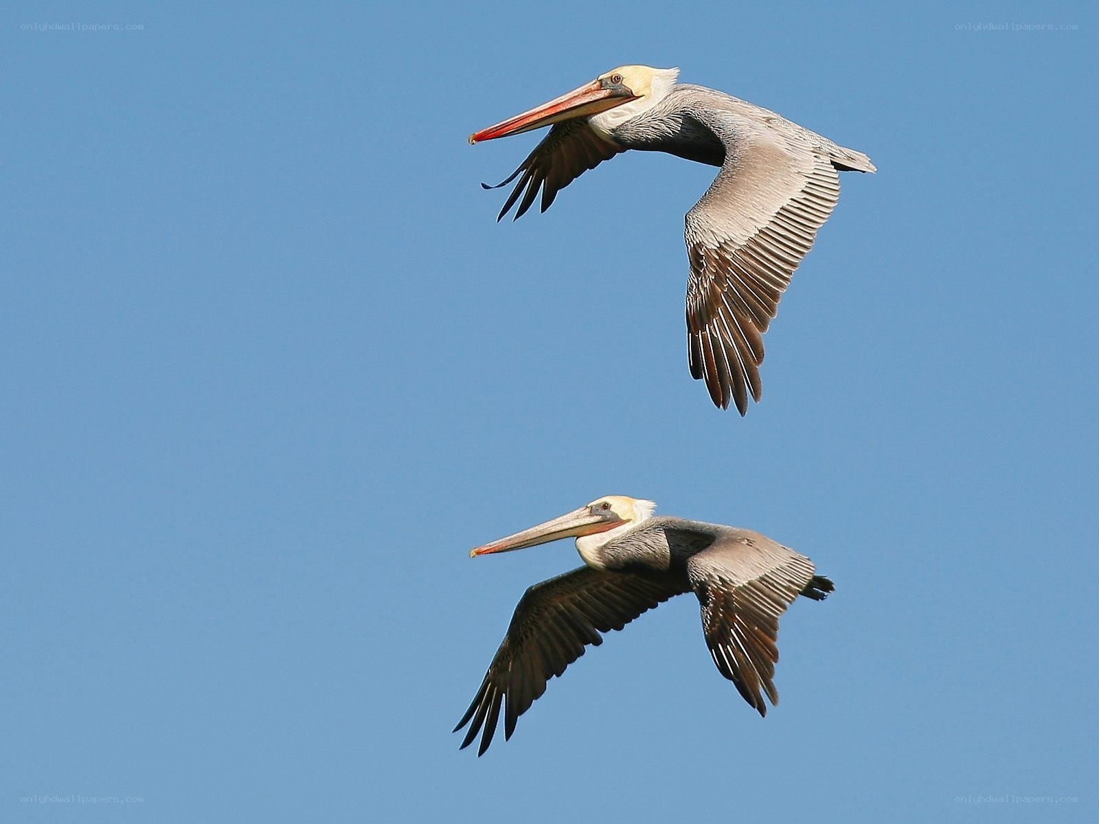 Two pelicans in flight
