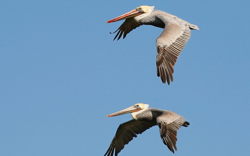 Two pelicans in flight