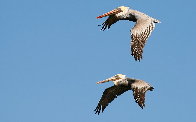 Two pelicans in flight