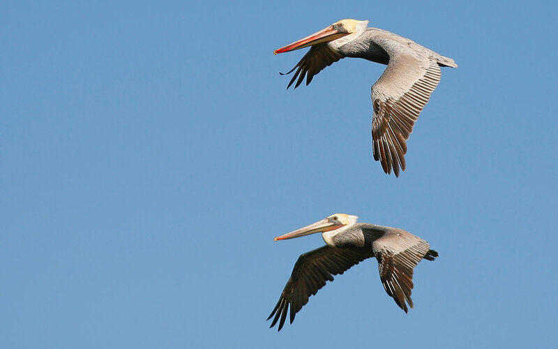 Two Pelicans in Flight — Blue