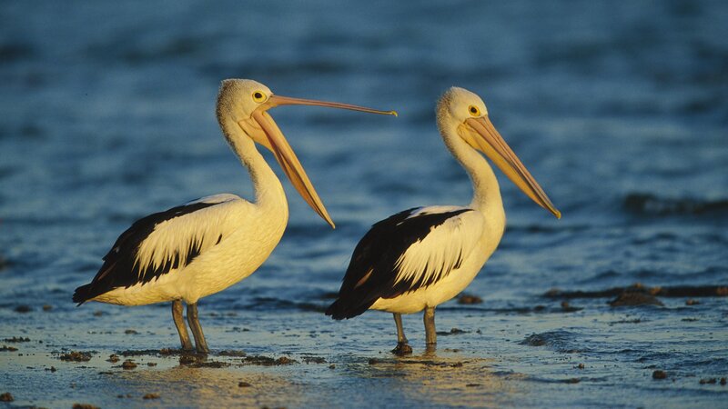 Two pelicans on a beach