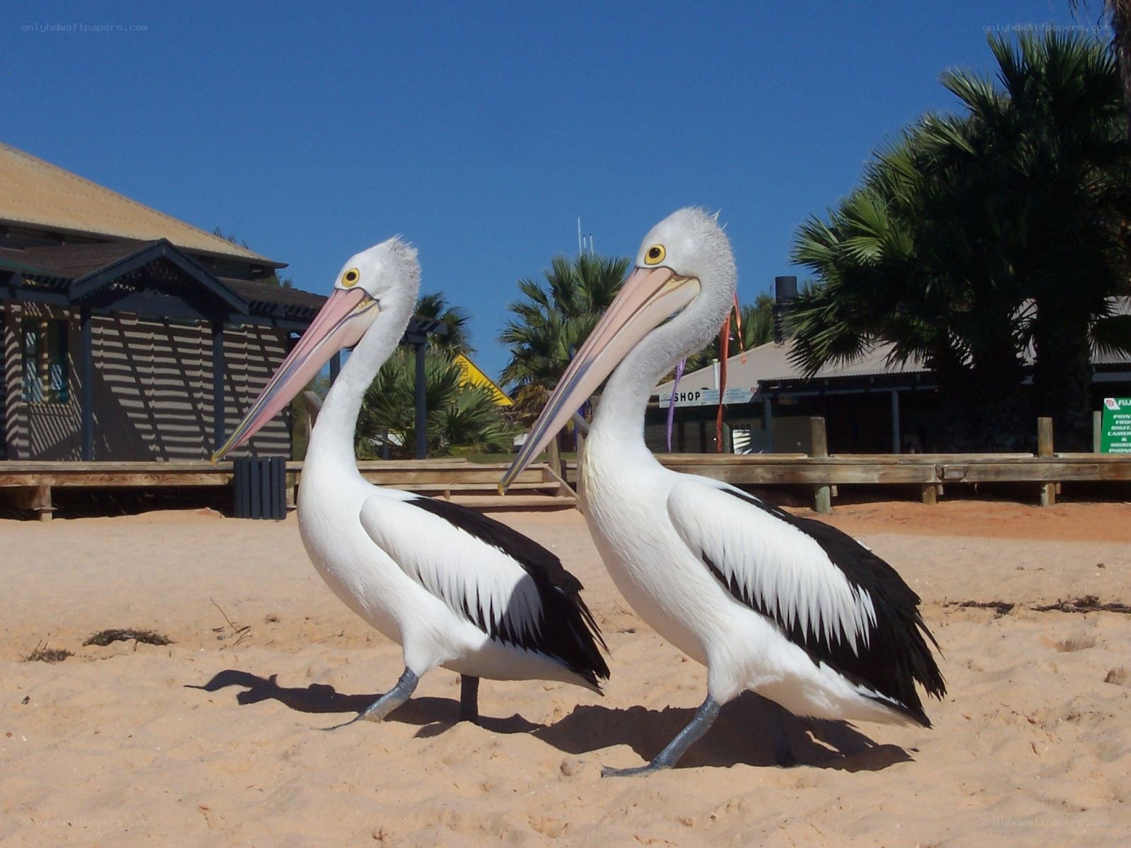 Two pelicans on a sandy beach