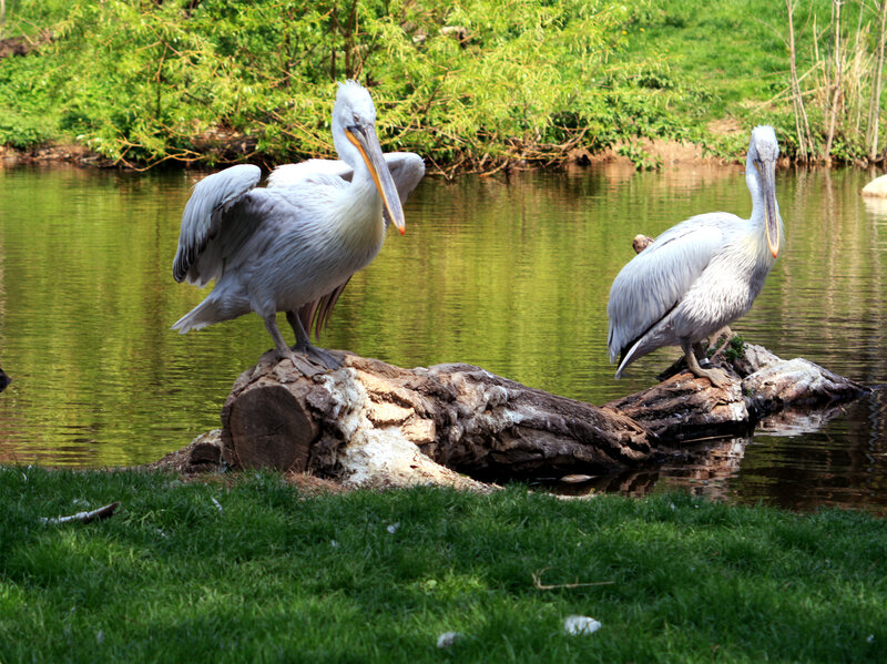 Two Pelicans on Logs