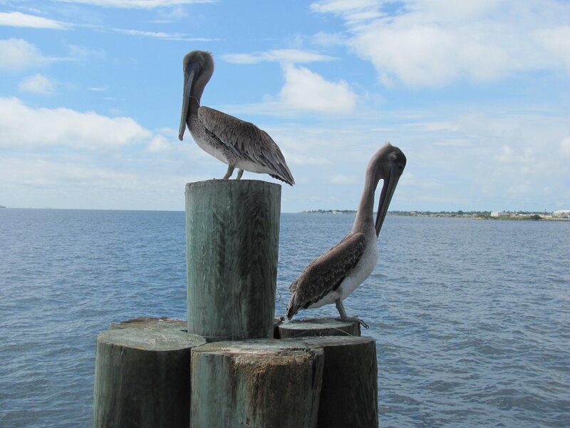 Two Pelicans on Posts