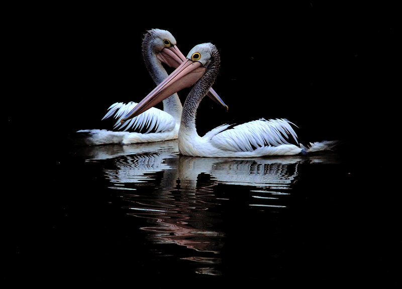 Two Pelicans on Water