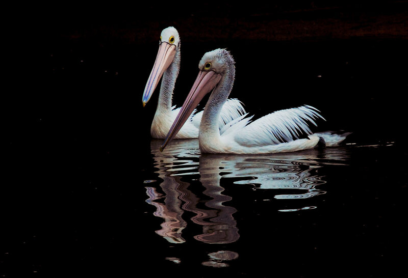 Two Pelicans on Water — White
