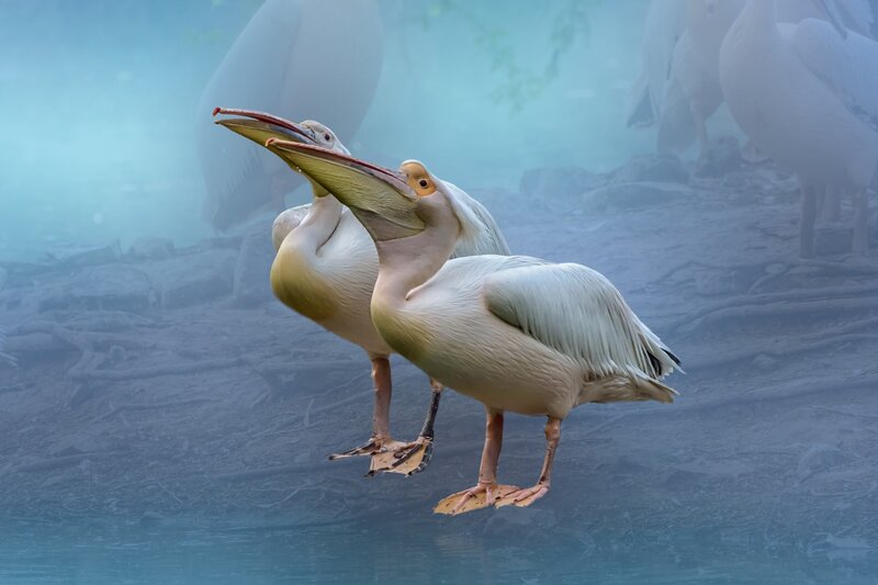 Two Pelicans Standing