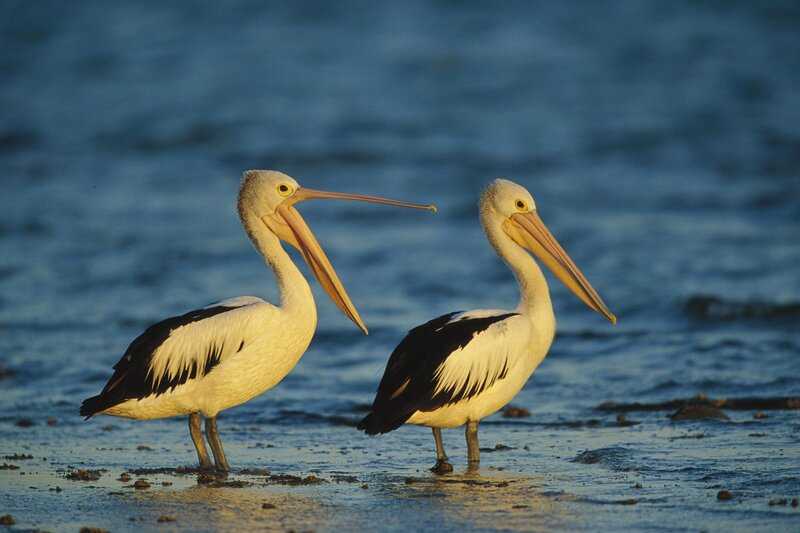 Two Pelicans Standing — White