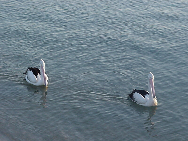 Two Pelicans Swimming