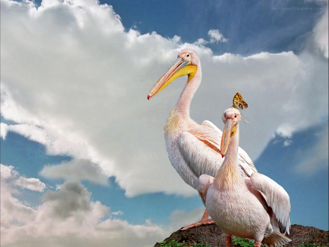 Two pelicans with a butterfly