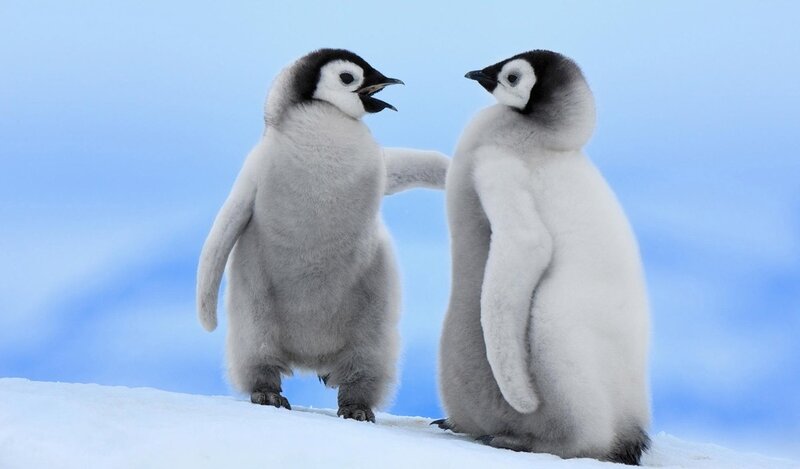 Two Penguin Chicks — Blue, Calm