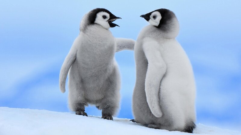 Two Penguin Chicks — Blue, Calm, Winter