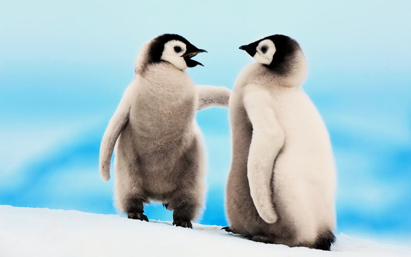 Two Penguin Chicks — Blue