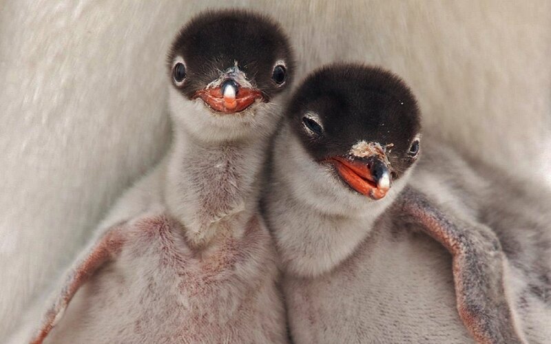 Two Penguin Chicks — Gray, Calm