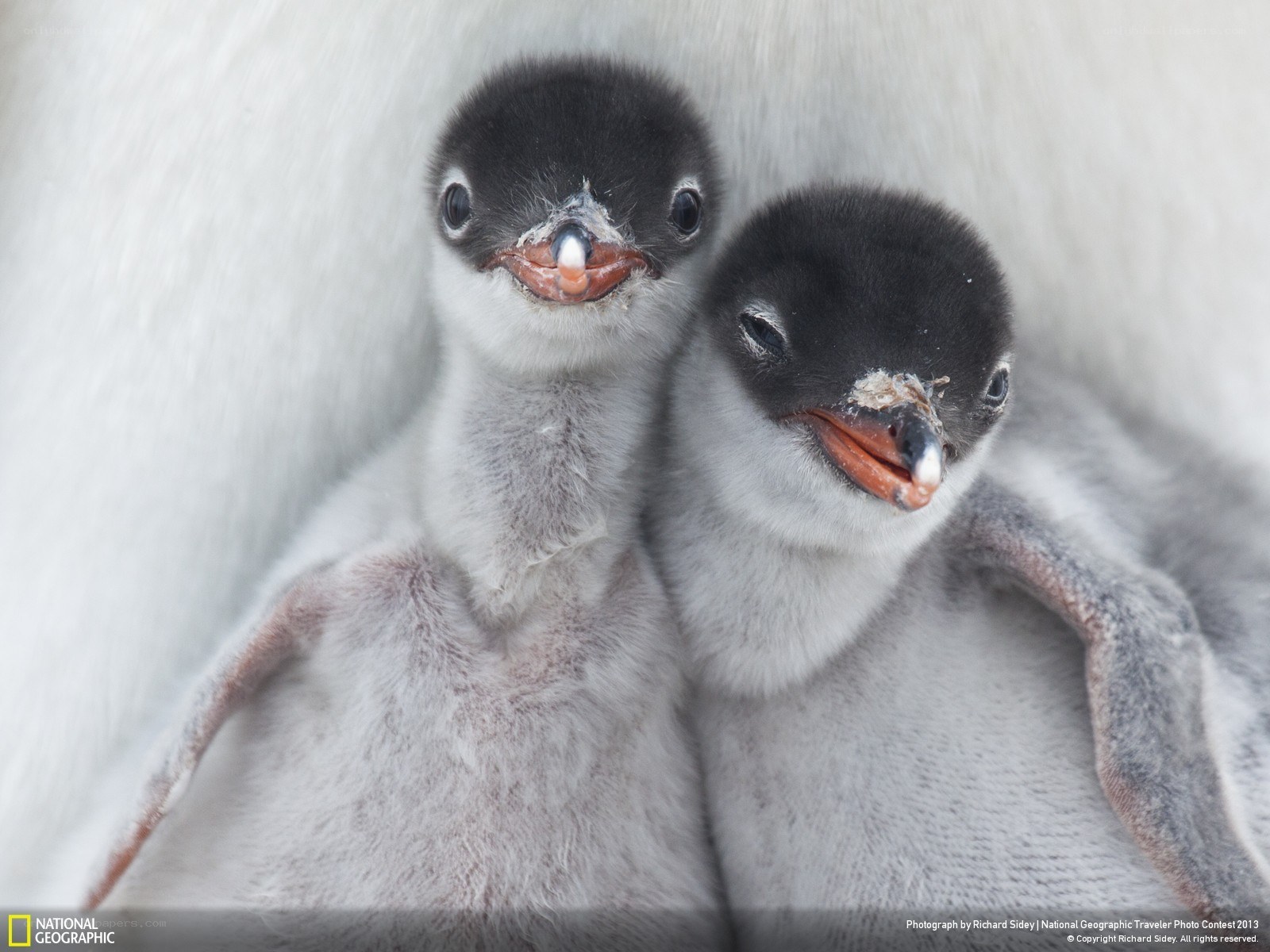 Two penguin chicks huddled together
