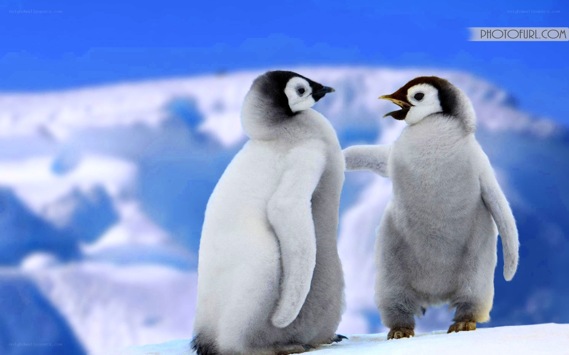 two penguin chicks interacting